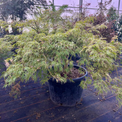 Acer palmatum ‘Dissectum Viridis‘