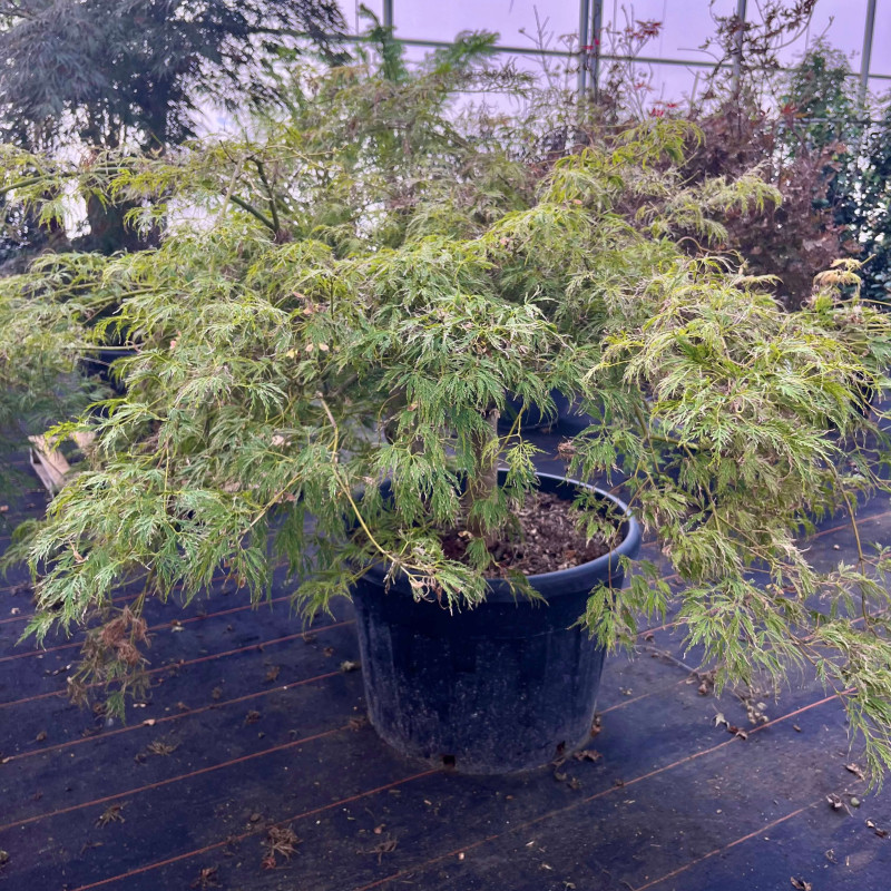 Acer palmatum ‘Dissectum Viridis‘