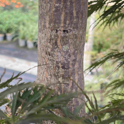 Acer palmatum ‘Tamukeyama’