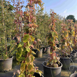 Acer conspicuum 'Red Flamingo'