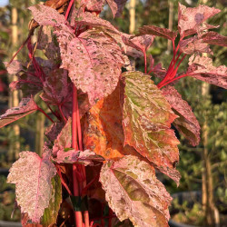 Acer conspicuum 'Red Flamingo'