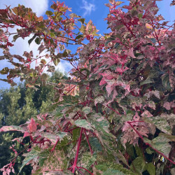 Acer conspicuum 'Red Flamingo'