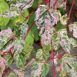 Acer conspicuum 'Red Flamingo'