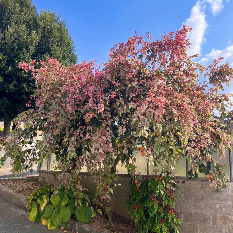 Acer x conspicuum 'Red Flamingo' - Érable à peau de serpent