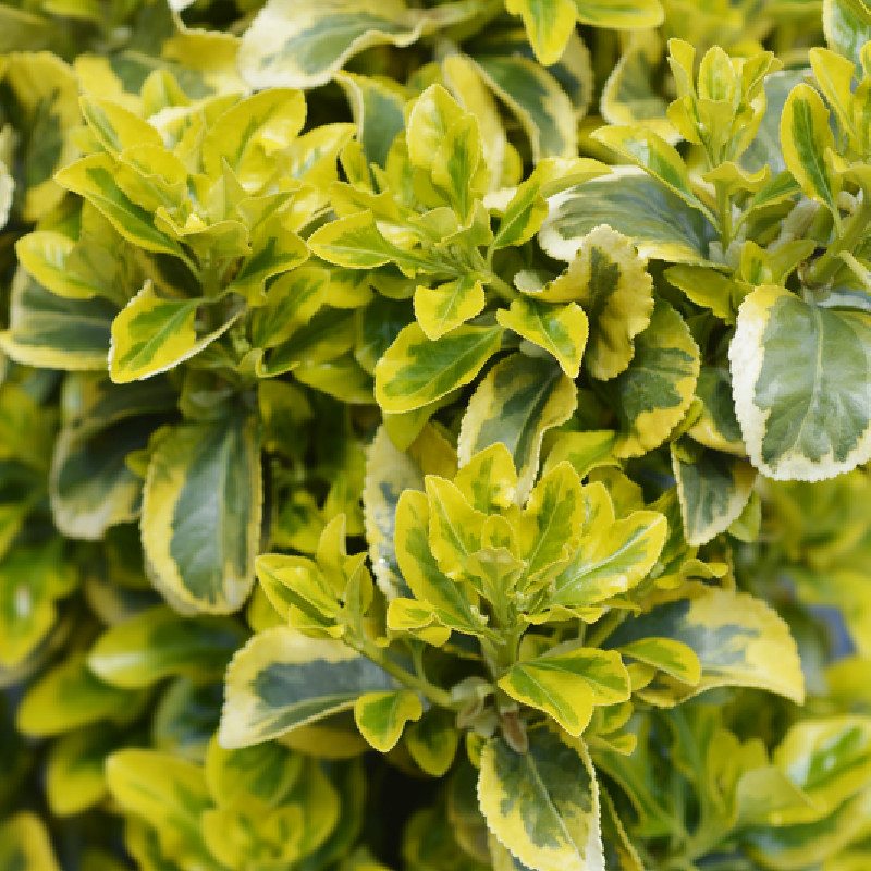 Euonymus japonicus ‘elegantissima Aureus‘