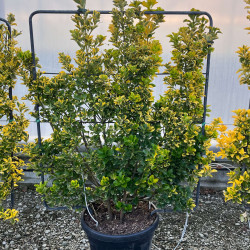 Euonymus japonicus ‘elegantissima Aureus‘