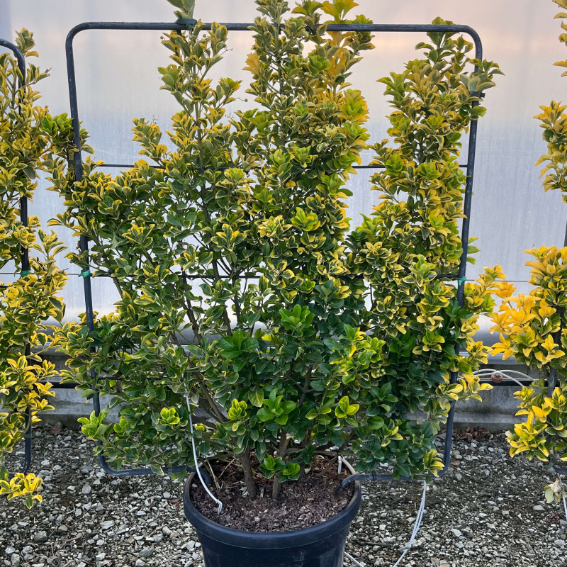 Euonymus japonicus ‘elegantissima Aureus‘ - Fusain du Japon