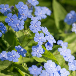 Omphalodes verna