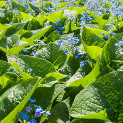 Omphalodes verna