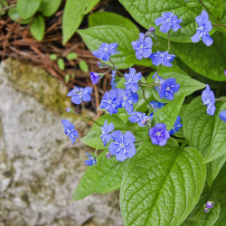 Omphalodes verna