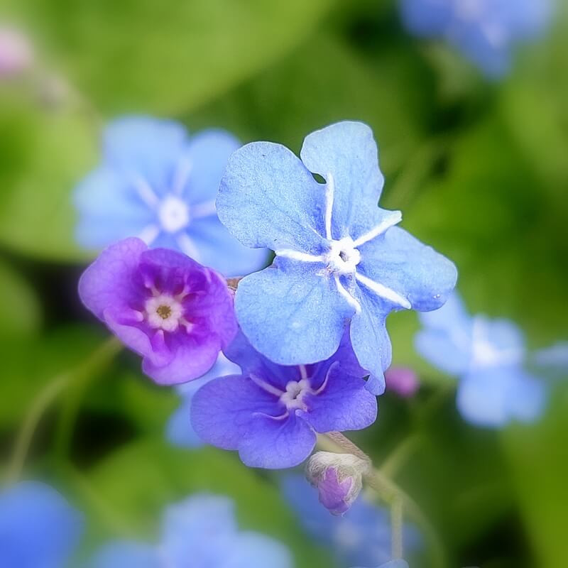 Omphalodes verna