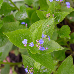 Omphalodes verna