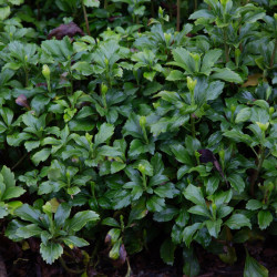 Pachysandra terminalis ‘Green Sheen’