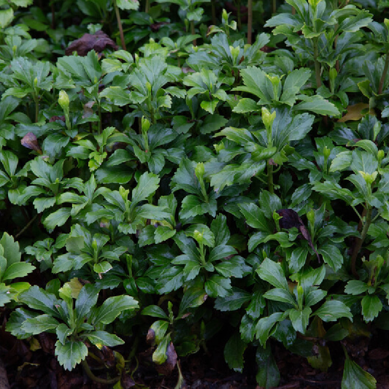 Pachysandra terminalis ‘Green Sheen’