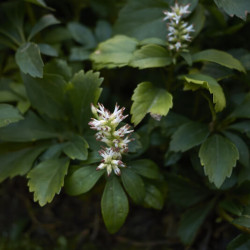 Pachysandra terminalis ‘Green Sheen’