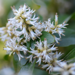 Pachysandra terminalis ‘Green Sheen’