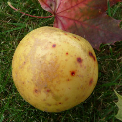 Malus domestica ‘Reinette Clochard’ - Pommier