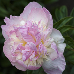 Paeonia lactiflora ‘Raspberry Sunday‘