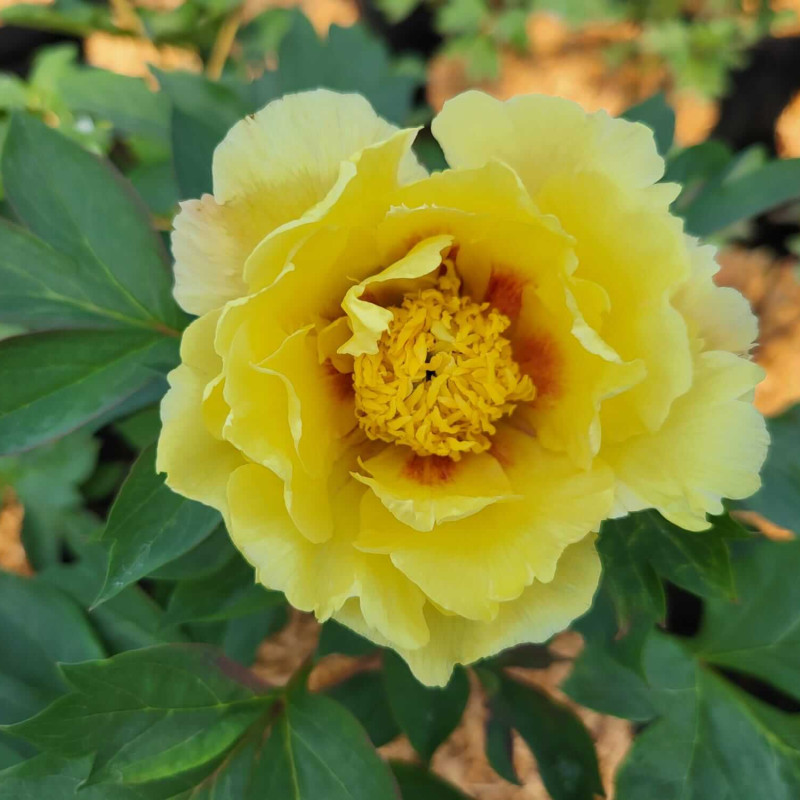 Paeonia itoh ‘Oriental Gold‘