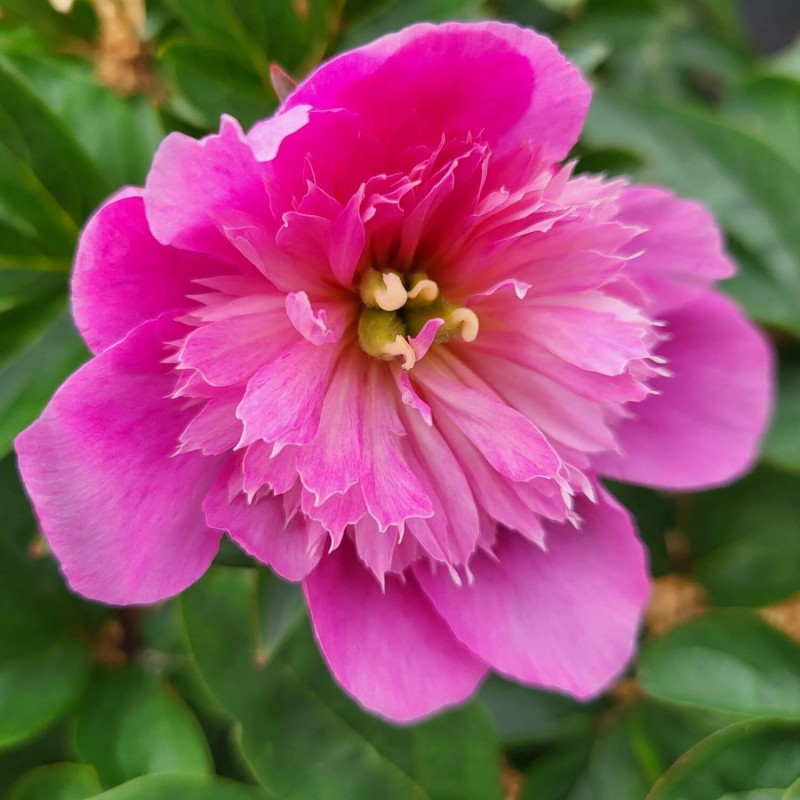 Paeonia lactiflora ‘Rome‘