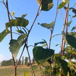 Betula utilis  ‘Doorenbos’