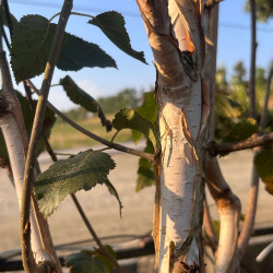 Betula utilis  ‘Doorenbos’