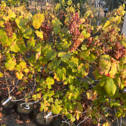 Vitis vinifera ‘Chasselas Rose’