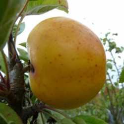 Malus domestica ‘Reinette Clochard’ - Pommier