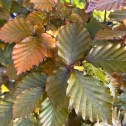 Fagus sylvatica ‘Atropunicea’ - Hêtre pourpre