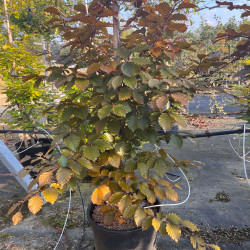 Fagus sylvatica ‘Atropunicea’ - Hêtre pourpre