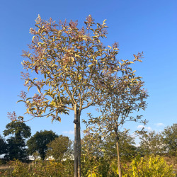 Ligustrum japonicum Excelsum Superbum