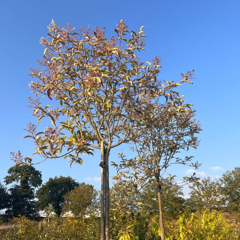 Ligustrum japonicum Excelsum Superbum