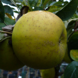 Malus domestica ‘Reinette Clochard’ - Pommier