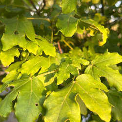 Acer campestris Nanum