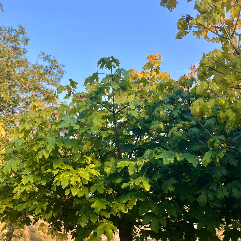 Acer campestris Nanum