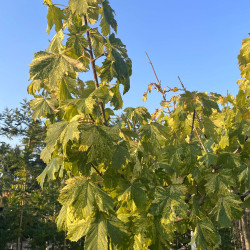 Acer pseudoplatanus ‘Hermitage’ - Érable