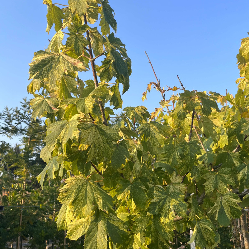 Acer pseudoplatanus ‘Hermitage’ - Érable