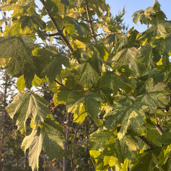 Acer pseudoplatanus ‘Hermitage’ - Érable