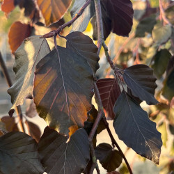 Fagus sylvatica ‘Black Swan’