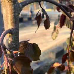 Fagus sylvatica ‘Black Swan’