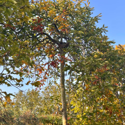 Fagus sylvatica ‘Rohan Green Weeping’