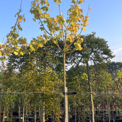 Acer pseudoplatanus ‘Hermitage’ - Érable