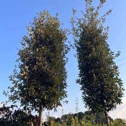 Quercus ilex - Chêne vert