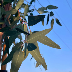 Eucalyptus camaldulensis ‘Rostrata‘