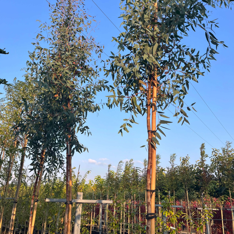 Eucalyptus camaldulensis ‘Rostrata‘