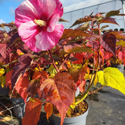 Hibiscus moscheutos ‘Perfect Storm‘