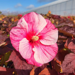 Hibiscus moscheutos ‘Perfect Storm‘