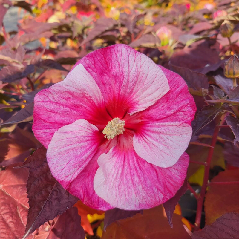 Hibiscus moscheutos ‘Perfect Storm‘