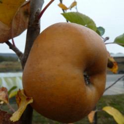 Malus domestica ‘Reinette Grise du Canada’