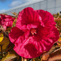 Hibiscus moscheutos ‘Summer in paradise‘